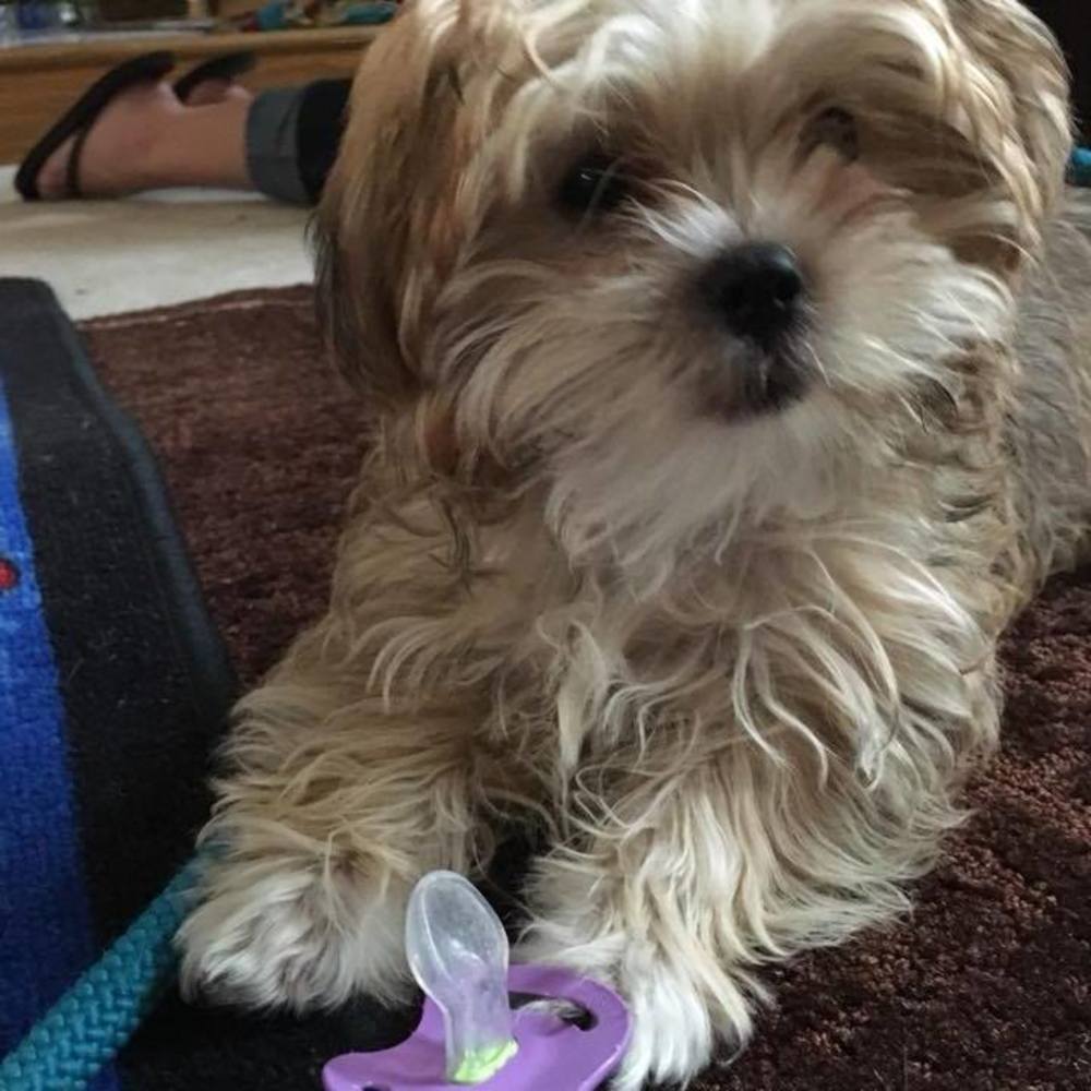 Meet your Posher, Kendall